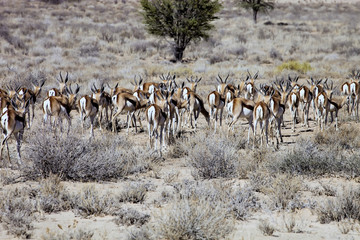 herd of Springbok,  Kalahari, South Africa