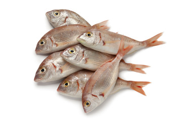 Fresh raw small red snappers