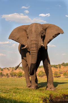 male African elephant, Botswana