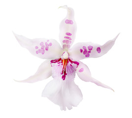 pink isolated orchid bloom with large spots