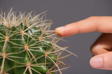 Fotobehang Touching cactus © DragonImages