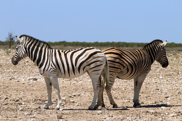 Fototapeta na wymiar Couple of zebras