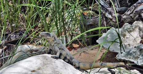 Stolzer Leguan