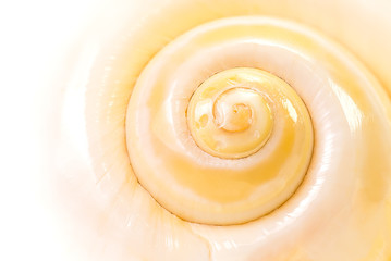 Sea shell