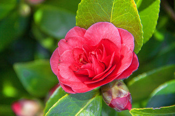 Camélias rouges en fleurs et en boutons