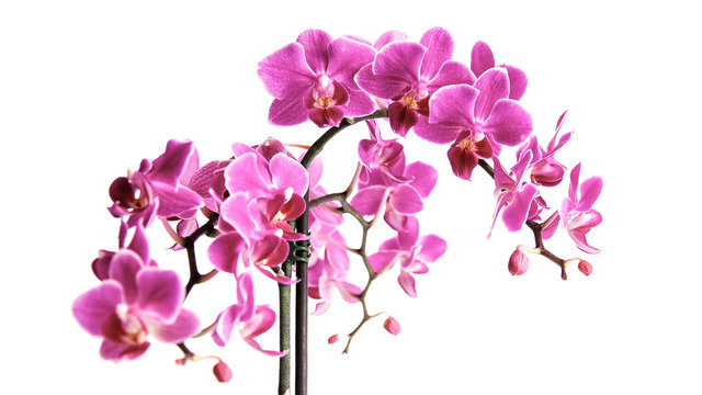 Beautiful pinky purple orchid flowers cluster isolated on white background, the pantone color of the year 2014, Radiant Orchid 18-3224 colored