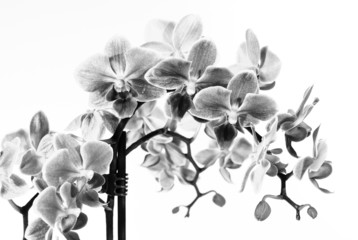 Beautiful orchid flower cluster close up image isolated on white background, black and white