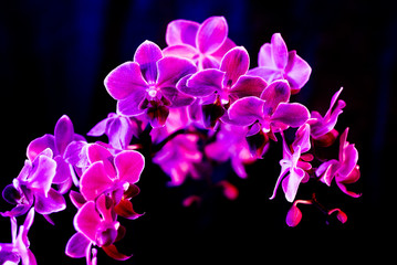 Fototapeta na wymiar Beautiful vivid pink and purple orchid flower cluster close up image isolated on black background 