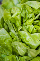 Fresh vivid green crispy wet healthy spring lettuce leaves close up