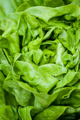 Fresh vivid green crispy wet healthy spring lettuce leaves close up