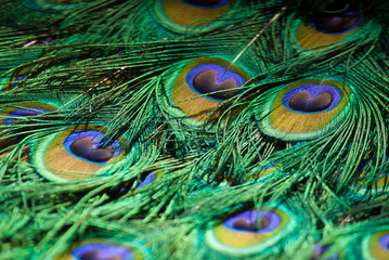 Beautiful colorful bright azure green purple peacock feathers