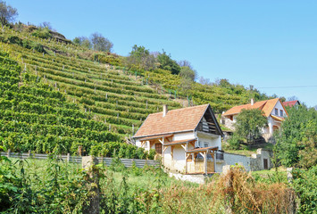 Vineyards in the hill-side near Tokaj city, Hungary