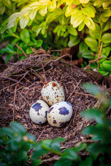 Fototapeta premium Three quail eggs