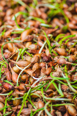 Healthy bio vegetable gree onion sprouts in bunch on marketplace