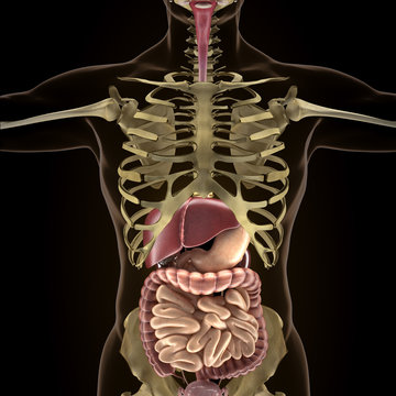 Anatomy of human organs in x-ray view