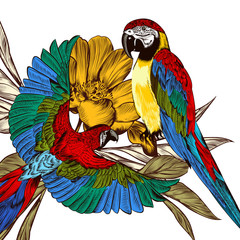 Engraved background with colorful tropical parrots