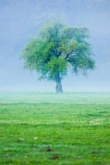 Fototapeta premium big green lonely tree on the field at foggy sunrise