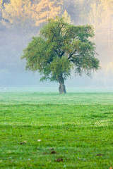 big green lonely tree on the field at foggy sunrise