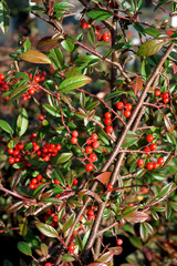 Cotoneaster salicifolius