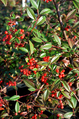 Cotoneaster salicifolius