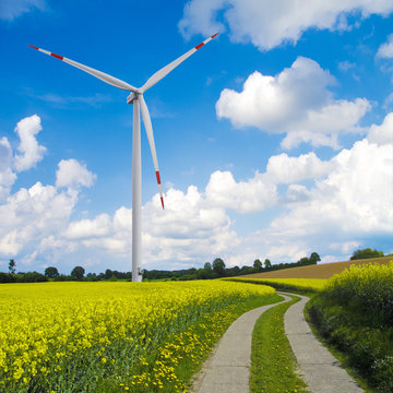 rapsfeld landschaft mit windrad