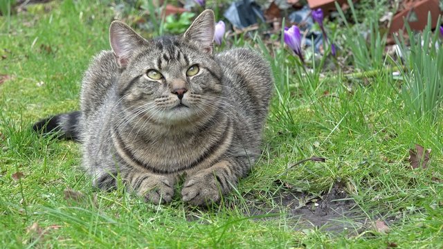 Grau getigerte Katze liegt und schaut auf der Wiese