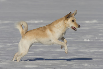 Hündin Spielt Im Schnee