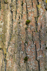 fond écorce d'arbre