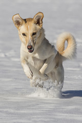 Hündin Spielt Im Schnee