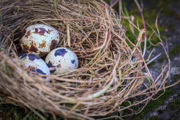 Hay nest and three quail eggs