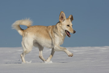 Hündin Spielt Im Schnee