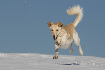 Hündin Spielt Im Schnee