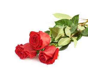 Three red roses isolated