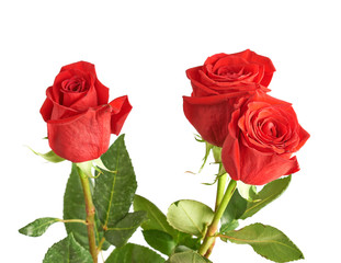 Three red roses composition