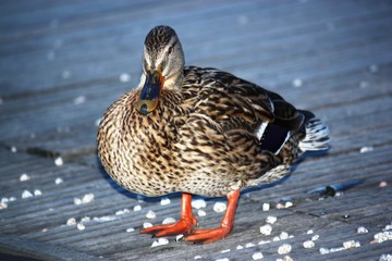Stockenten am Lago Maggiore - Italien