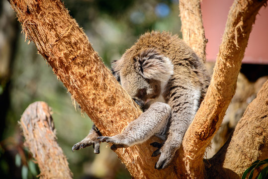 Australian koala bear is sleeping on the tree