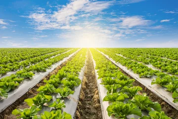 Rolgordijnen Green lettuce on field agricuture with blue sky © tortoon