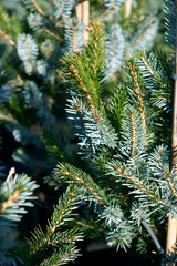Picea bicolor
