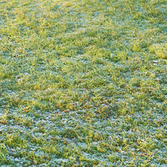 Frosted morning meadow grass