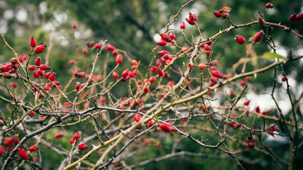 Rosehip bush with many tender red berries on blurred background
