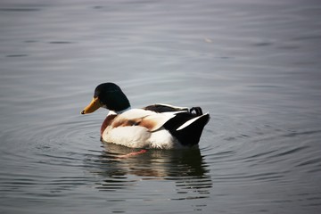 Stockenten am Lago Maggiore - Italien