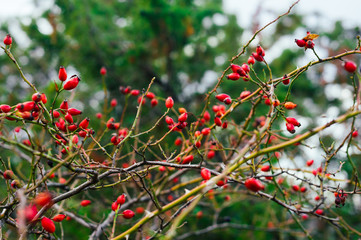 Rosehip bush with many tender red berries on blurred background