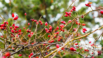Rosehip bush with many tender red berries on blurred background