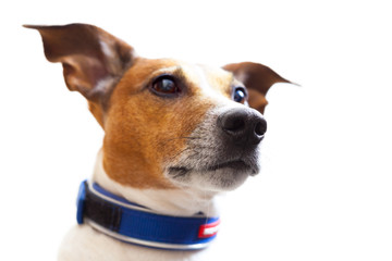 jack russell portrait