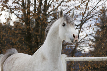 Arabischer Hengst