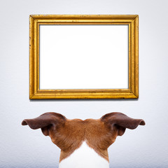 dog watching a frame