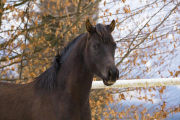 Arabischer Hengst