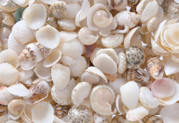 Shells background
