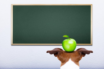 dog at school