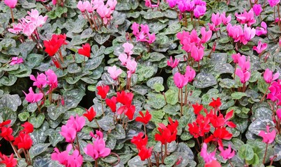 many red and pink cyclamen